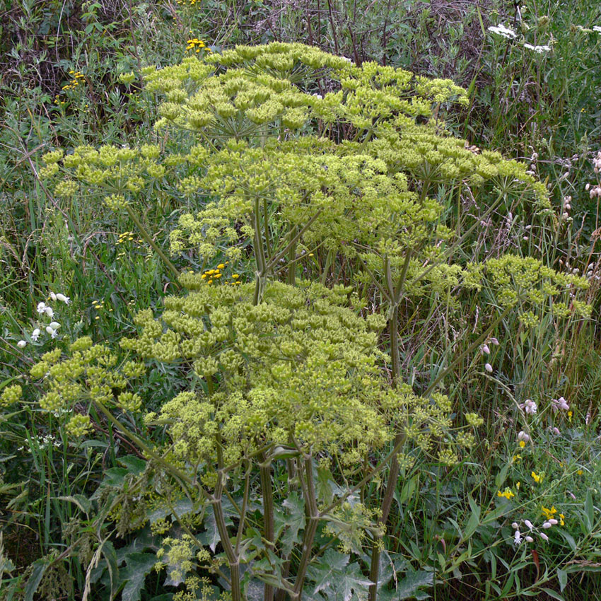 Image of Heracleum sibiricum specimen.