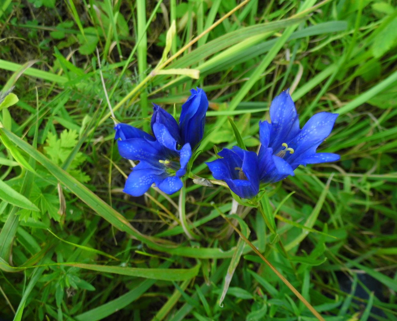 Изображение особи Gentiana pneumonanthe.