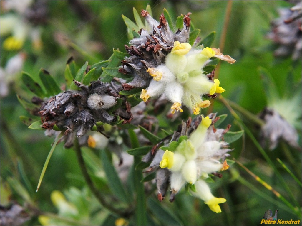 Image of Anthyllis carpatica specimen.