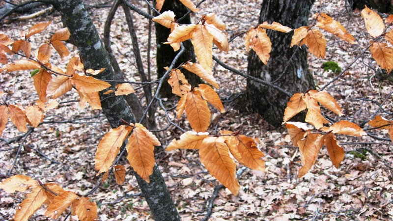 Изображение особи Fagus &times; taurica.