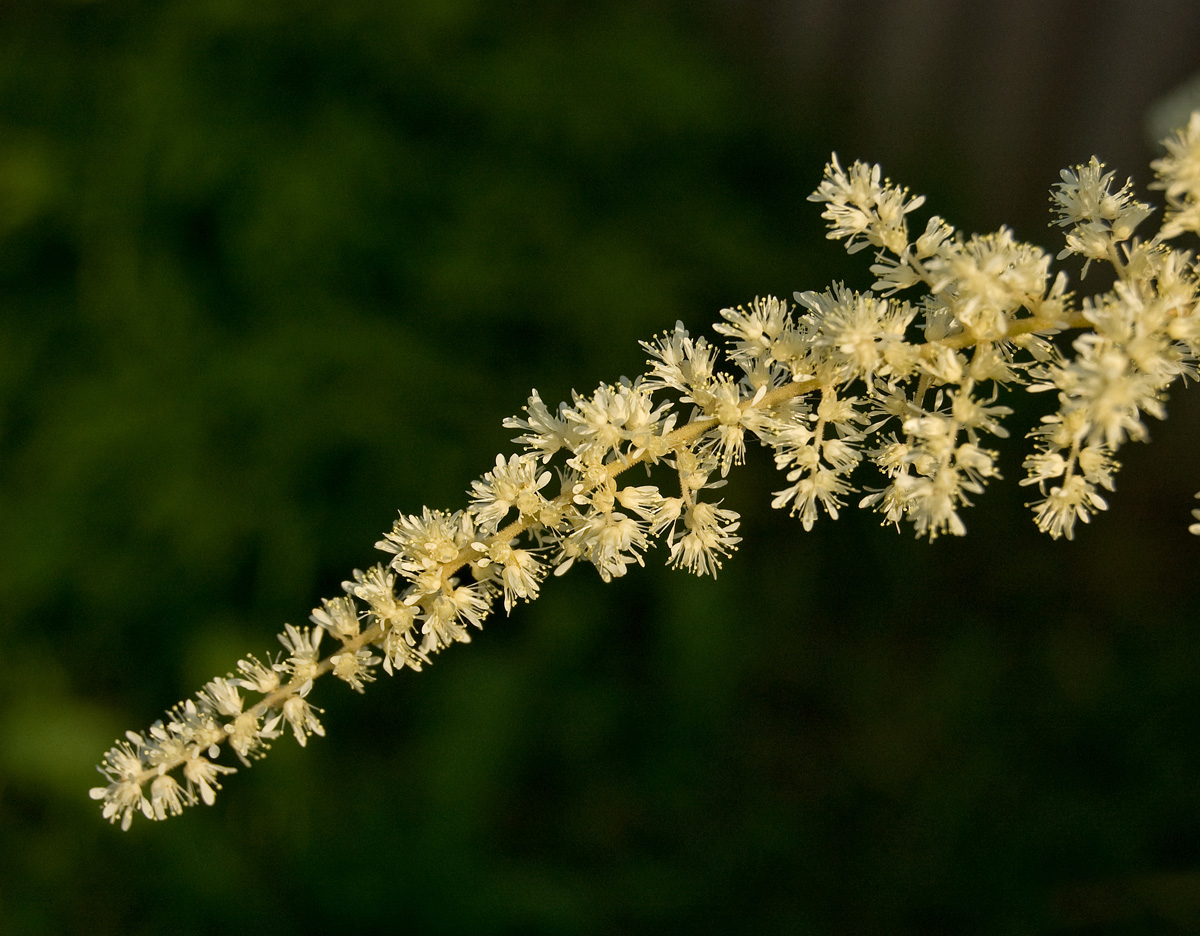 Изображение особи род Astilbe.