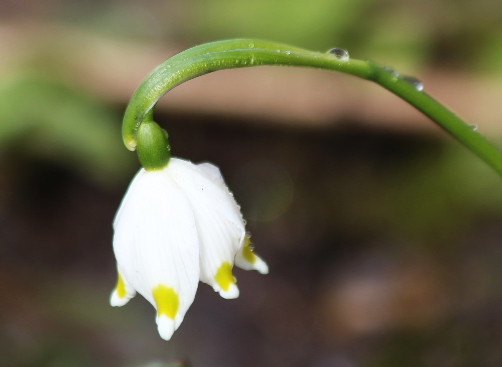 Image of Leucojum vernum specimen.