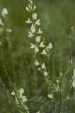 Astragalus katunicus