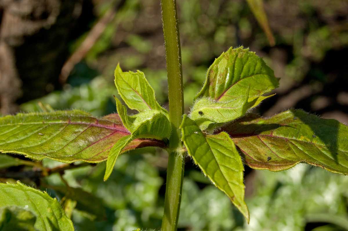 Image of Monarda didyma specimen.