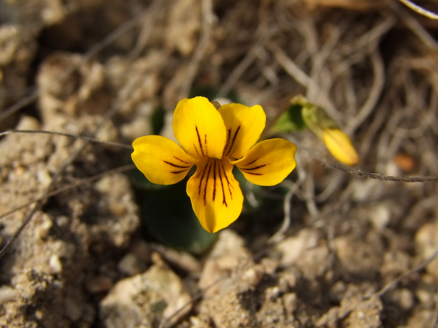 Image of Viola crassa specimen.