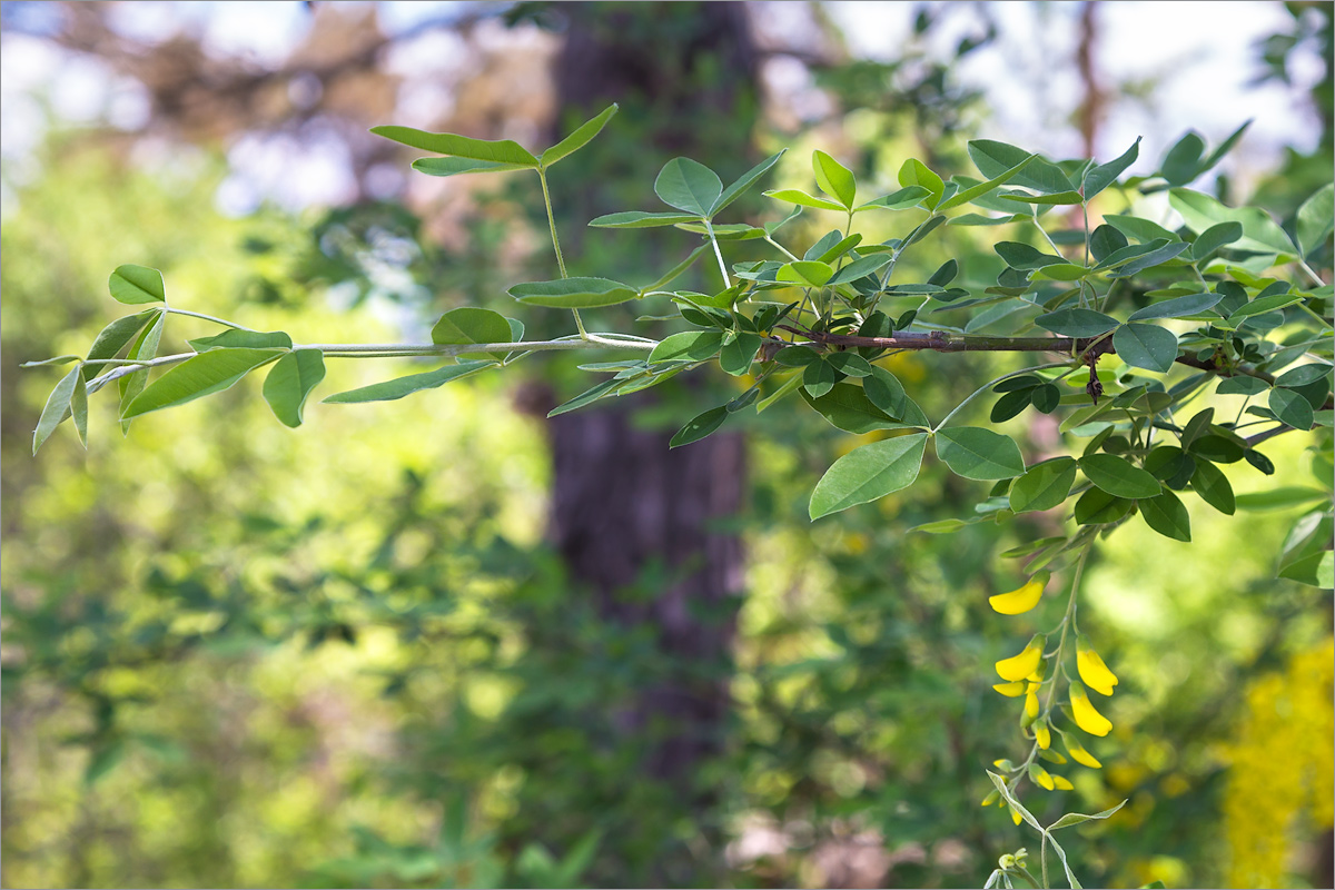 Image of Laburnum anagyroides specimen.