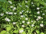 Stellaria holostea. Цветущие растения. Беларусь, Минский р-н, остановочный пункт Зелёное, смешанный хвойно-мелколиственный лес с преобладанием сосен и елей обыкновенных. 28.06.2016.