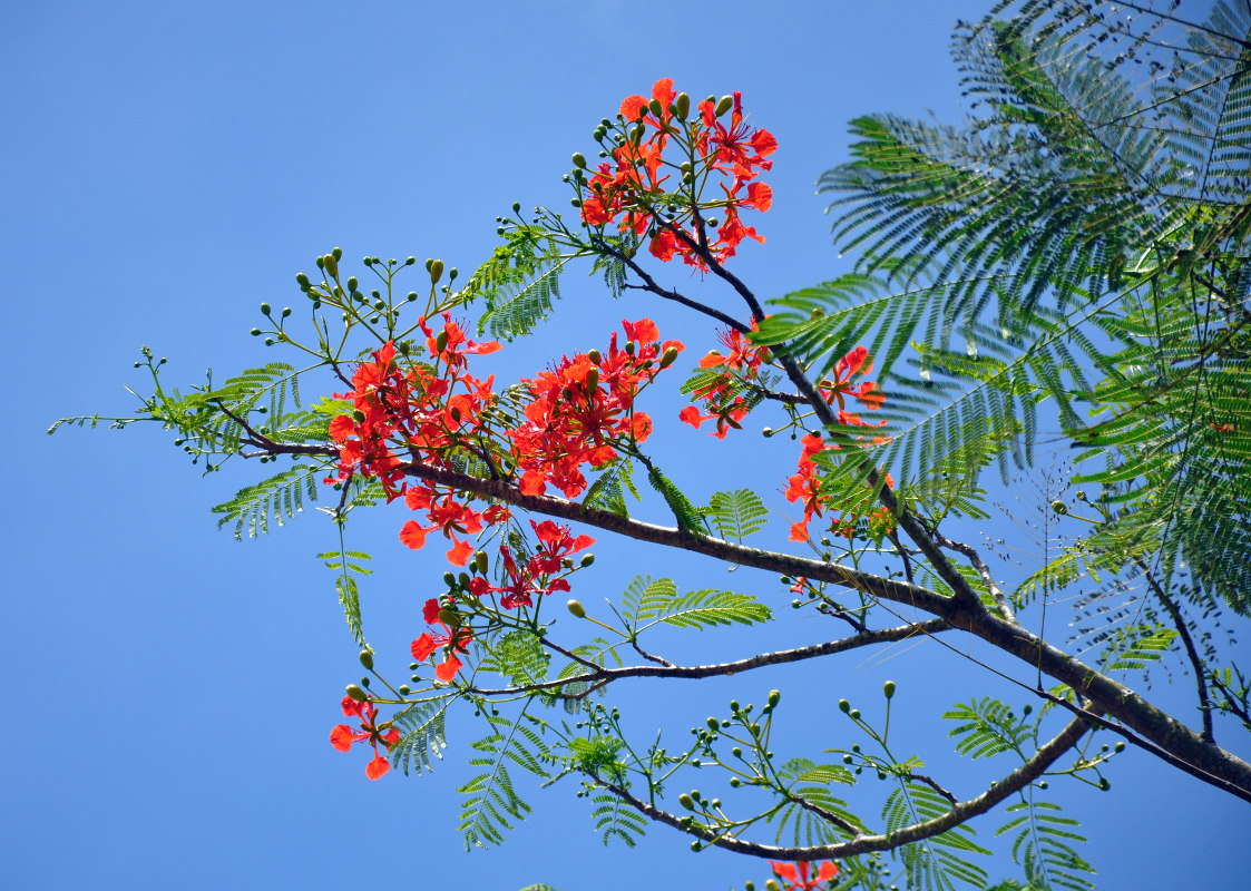 Image of Delonix regia specimen.