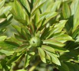 Paeonia peregrina