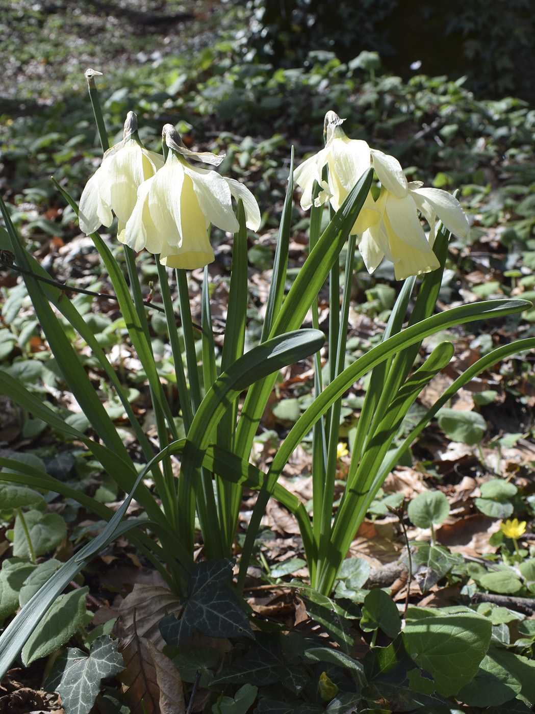 Изображение особи Narcissus moschatus ssp. moleroi.