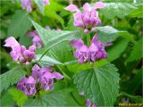 Lamium maculatum