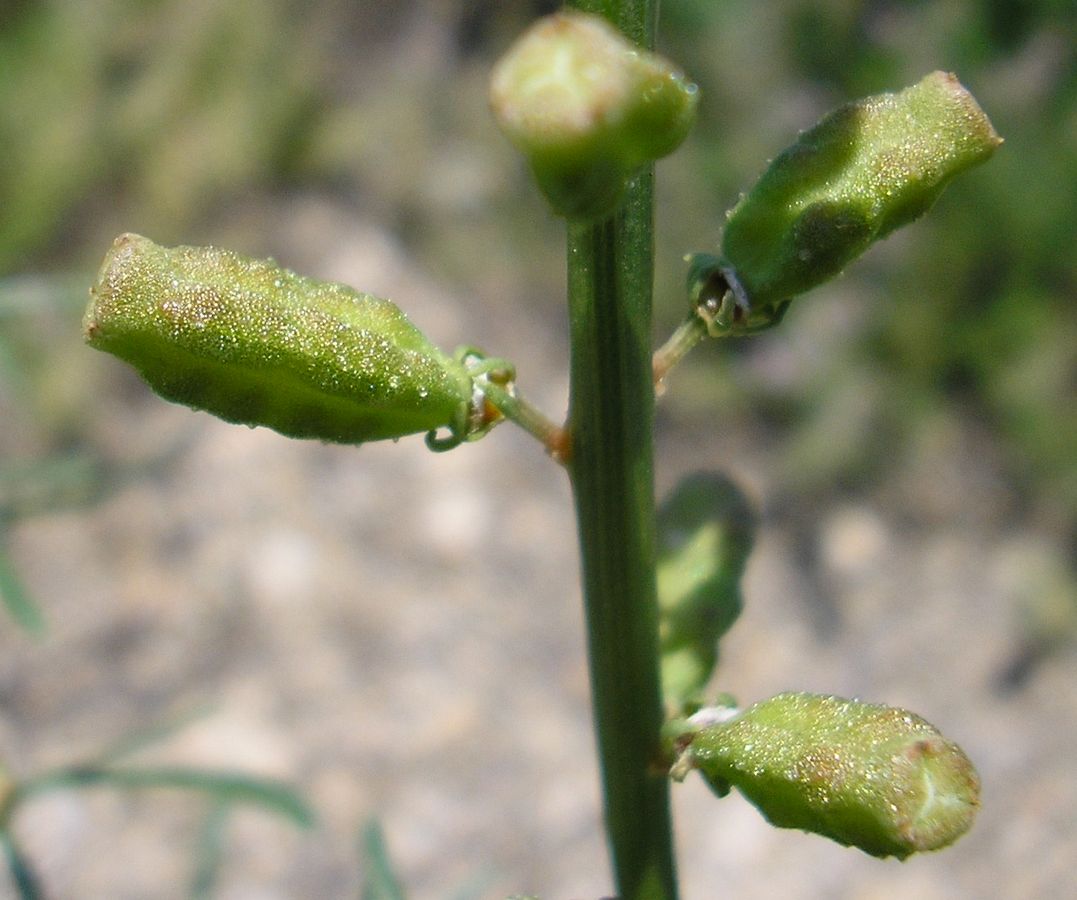 Изображение особи Reseda lutea.