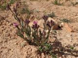 Anchusa azurea