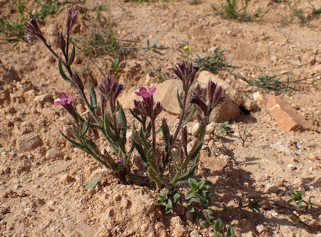 Image of Anchusa azurea specimen.