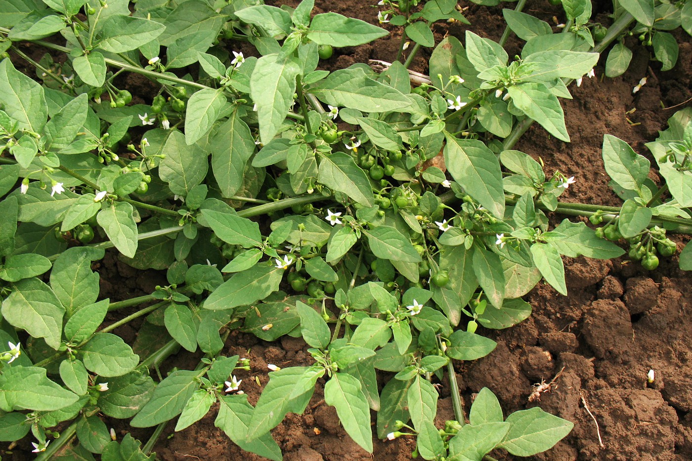 Изображение особи Solanum nigrum.