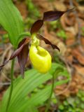 Cypripedium calceolus. Цветок. Красноярский край, Эвенкийский р-н, государственный природный заповедник \"Тунгусский\", лиственнично-сосновый разнотравно-бруснично-зеленомошный лес. 30.06.2012.