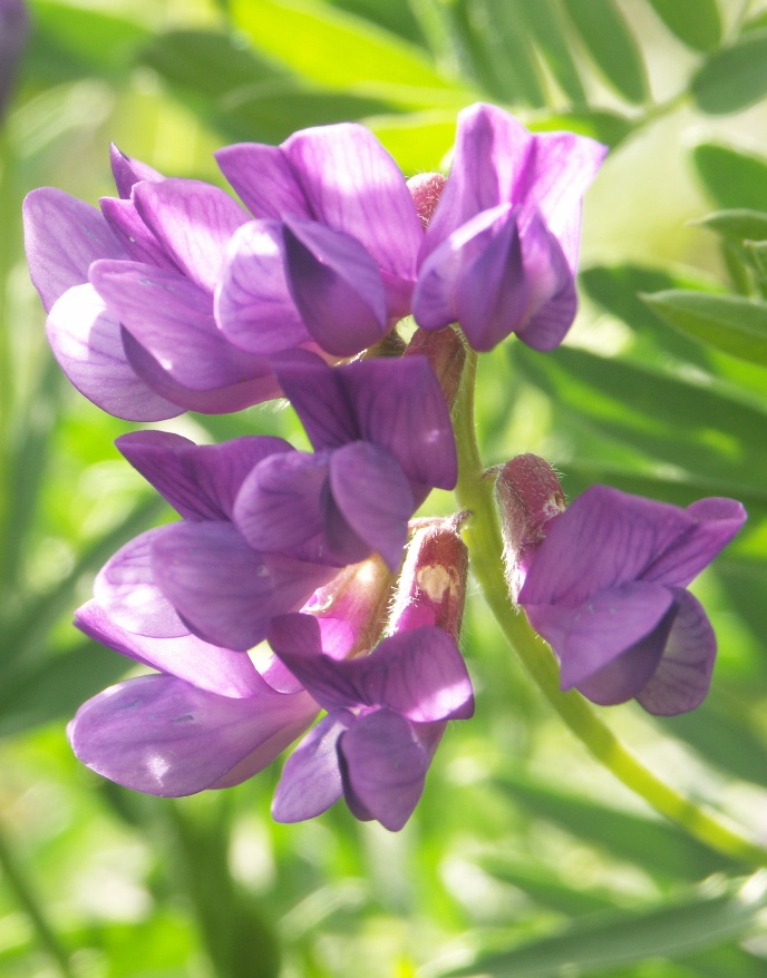 Image of Vicia uralensis specimen.