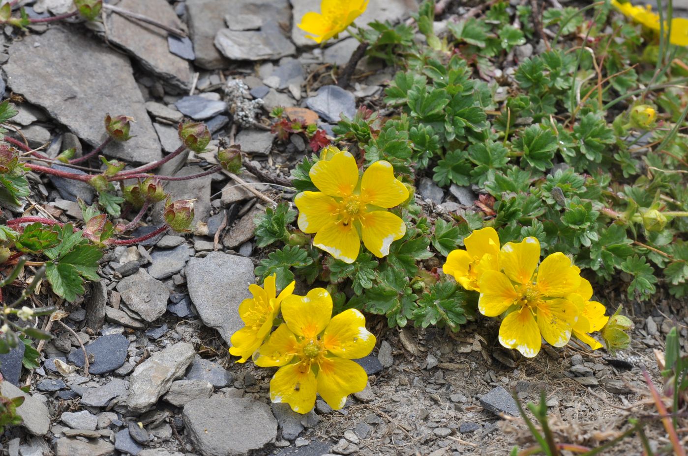 Изображение особи Potentilla gelida.