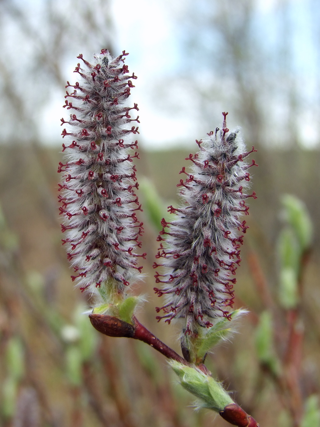 Изображение особи Salix saxatilis.