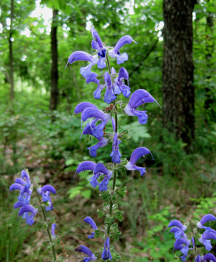 Image of Salvia pratensis specimen.