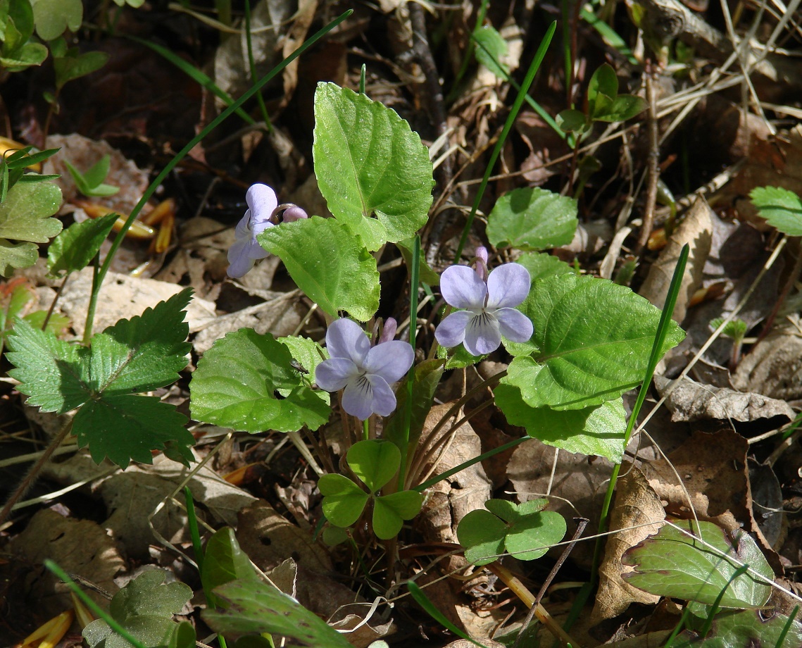 Image of Viola selkirkii specimen.