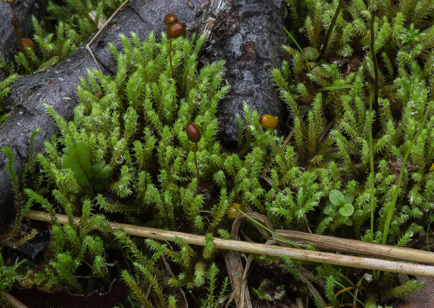 Image of Philonotis fontana specimen.