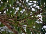 Ficus superba. Часть ветви с сикониями. Малайзия, о-в Пенанг, национальный парк Пенанг, опушка влажного тропического леса. 06.05.2017.