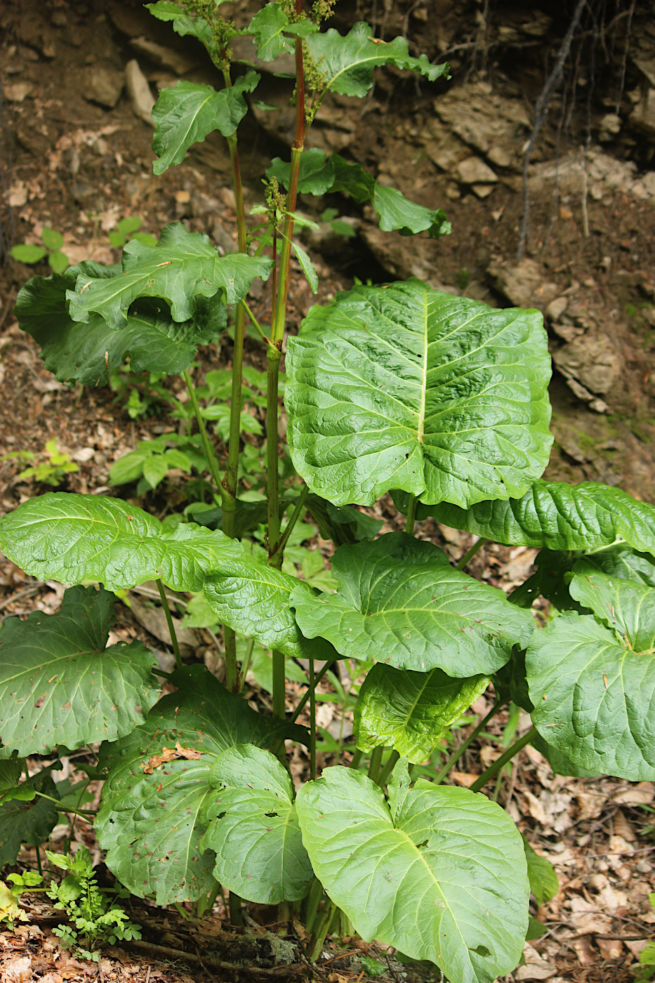 Image of Rumex obtusifolius specimen.