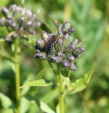 Saussurea latifolia. Верхушка зацветающего растения с сидящим наездником (Pseudoamblyteles). Казахстан. Казахстан, Восточно-Казахстанская обл., г. Риддер, окр. Малоульбинского вдхр., хр. Россыпной Белок, возле Золотой Горы, склон сопки. 29.07.2008.