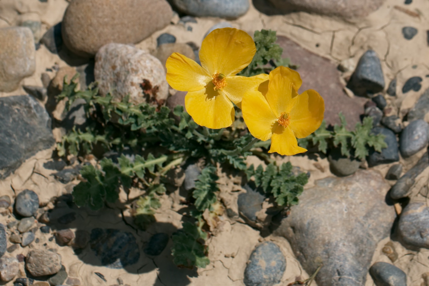 Image of Glaucium fimbrilligerum specimen.