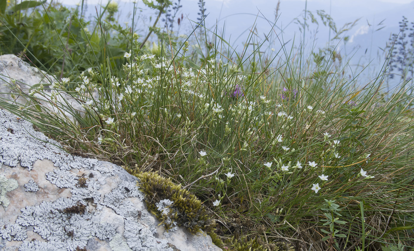 Image of Minuartia buschiana specimen.