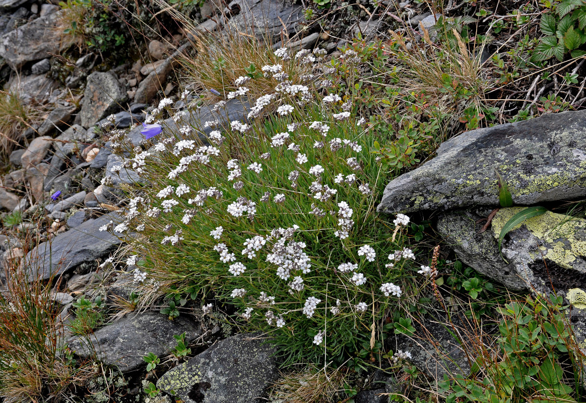 Image of Gypsophila uralensis specimen.