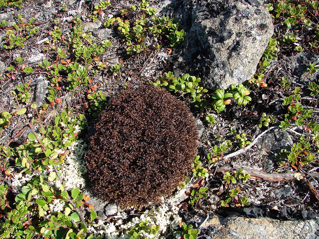 Image of familia Parmeliaceae specimen.