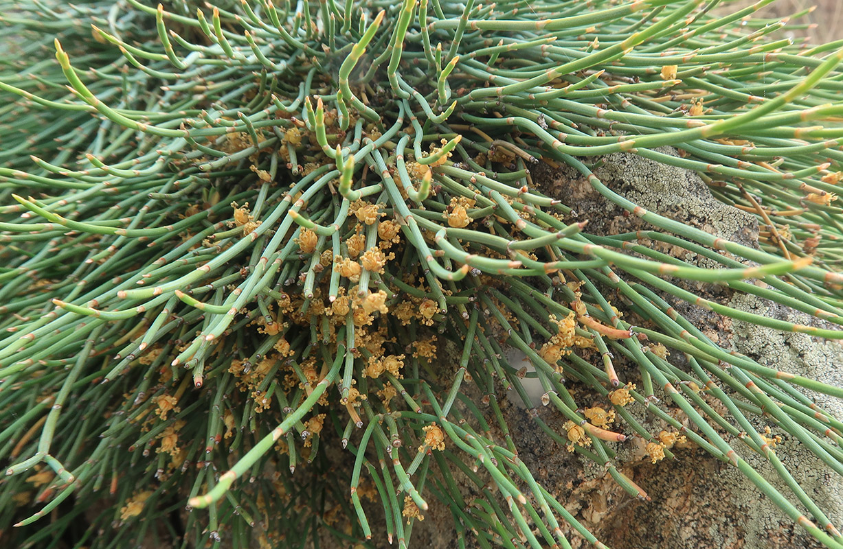 Image of Ephedra monosperma specimen.