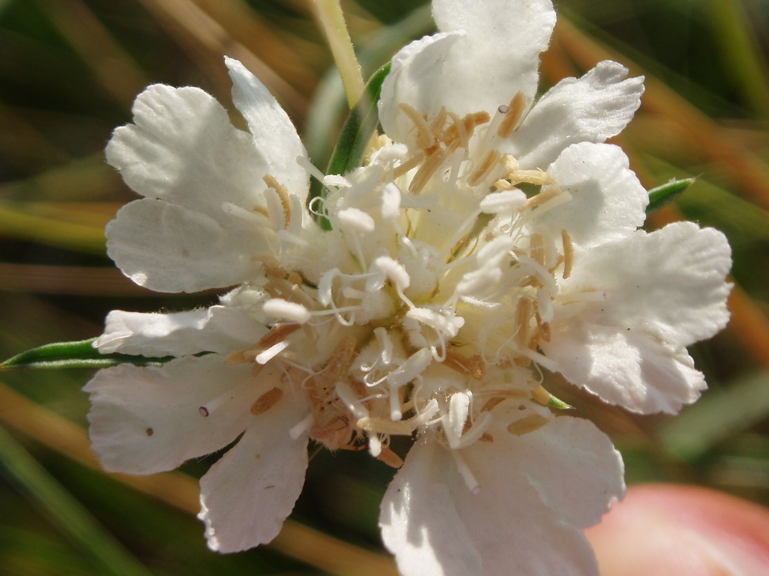 Image of Lomelosia argentea specimen.