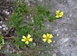 Potentilla astracanica. Верхушки побегов с цветками. Воронежская обл., Лискинский р-н, музей-заповедник \"Дивногорье\", меловой склон. 01.06.2019.