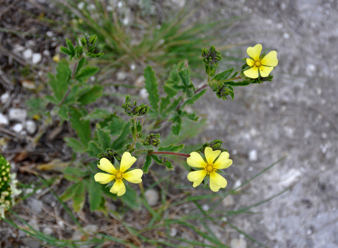 Image of Potentilla astracanica specimen.