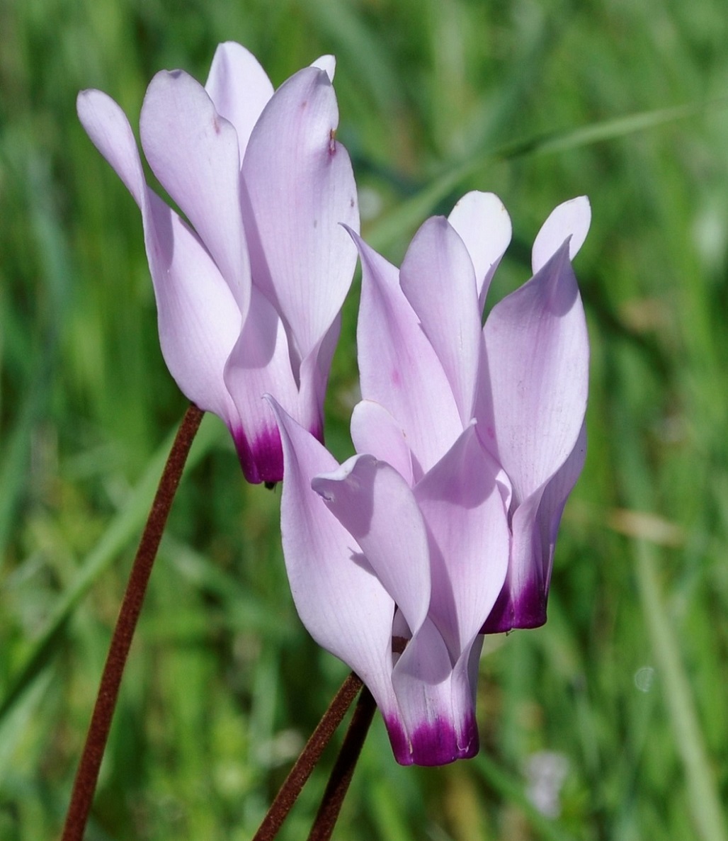 Image of Cyclamen persicum specimen.