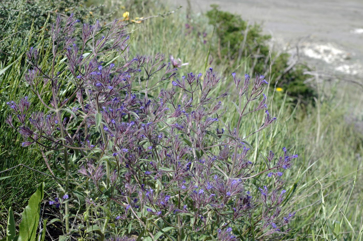 Изображение особи Nepeta ucranica.