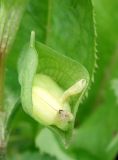 Commelina communis