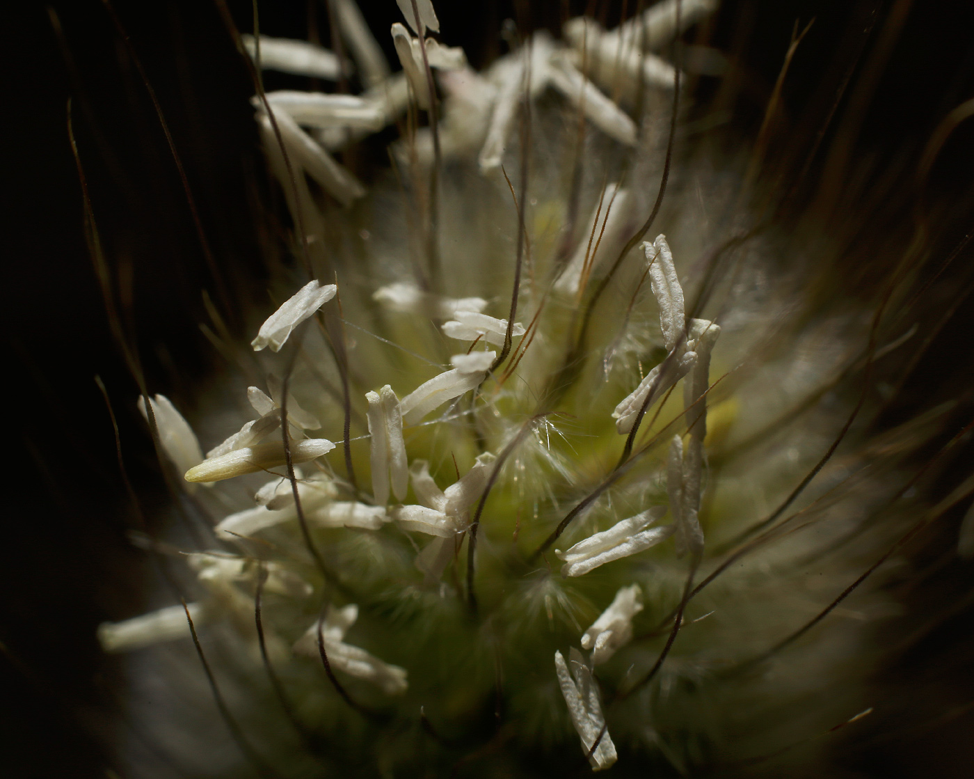 Image of Lagurus ovatus specimen.