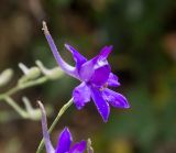Смотреть изображение Delphinium paniculatum