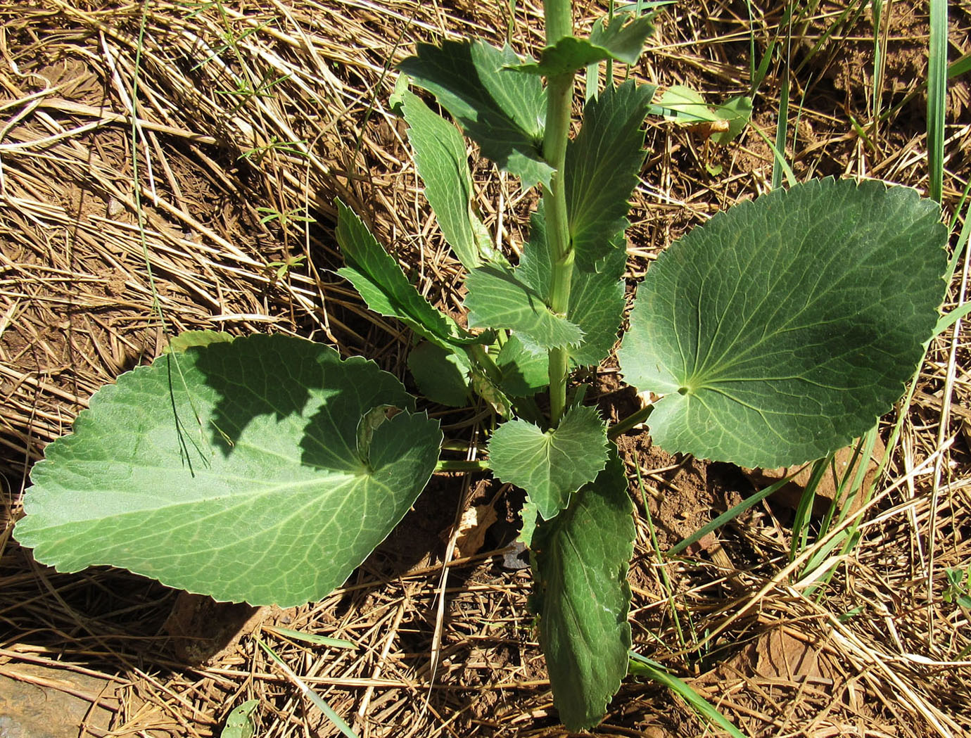 Image of Eryngium planum specimen.