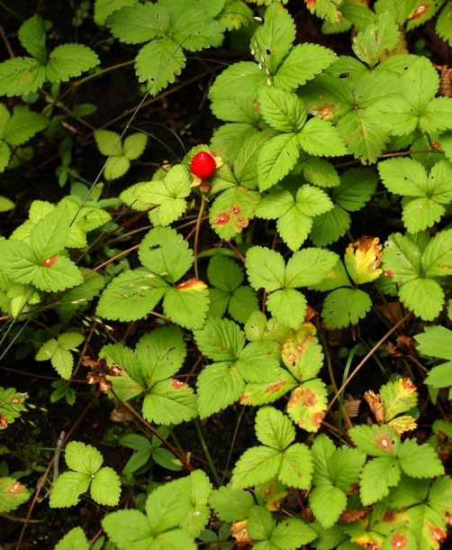 Изображение особи Duchesnea indica.