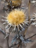 Carlina fennica