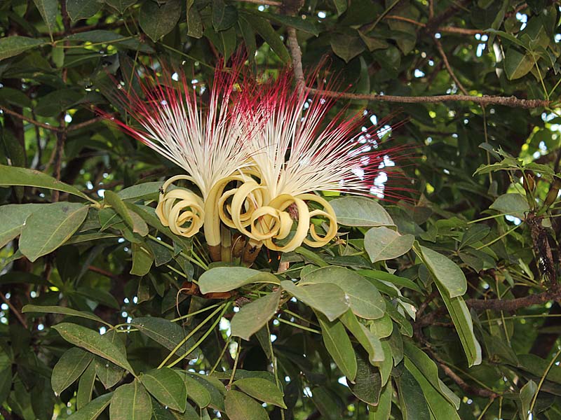 Image of Pachira aquatica specimen.