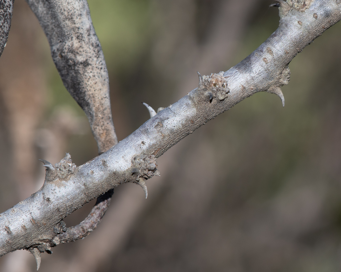 Image of Vachellia hebeclada specimen.