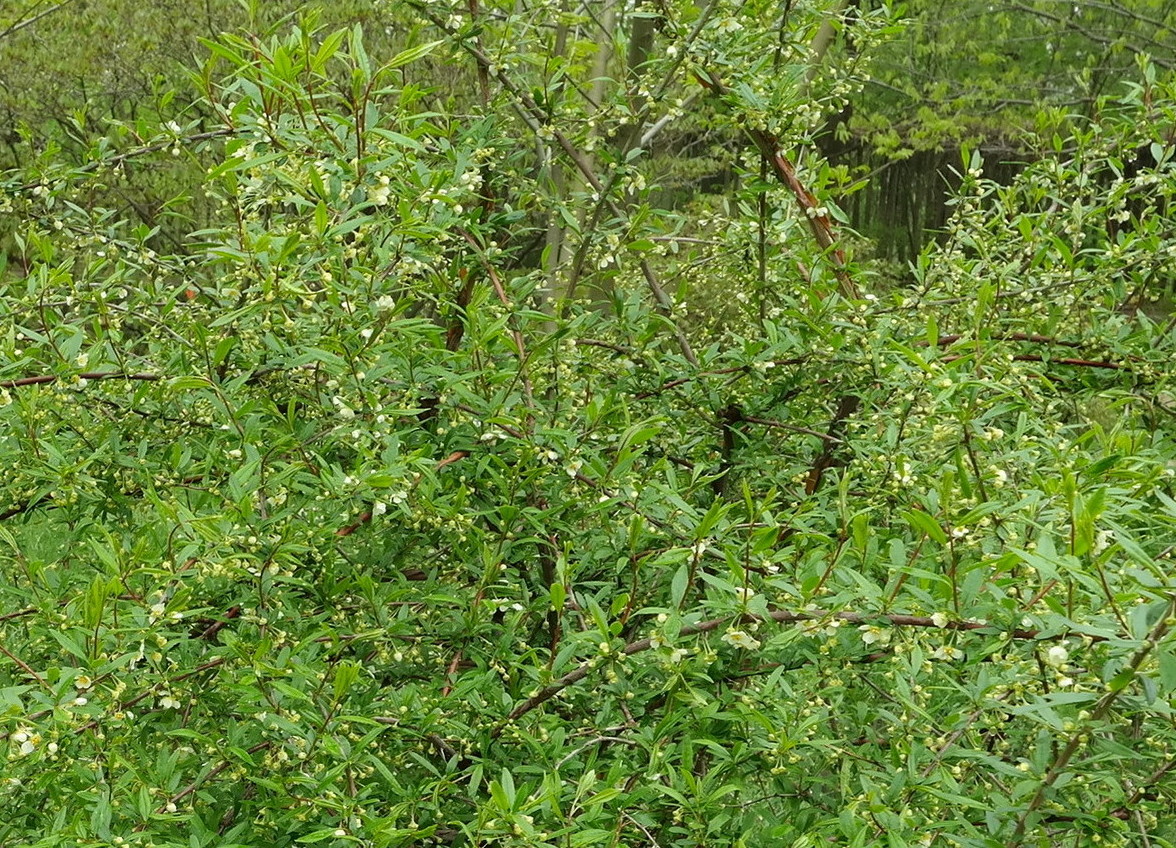Изображение особи Prinsepia sinensis.