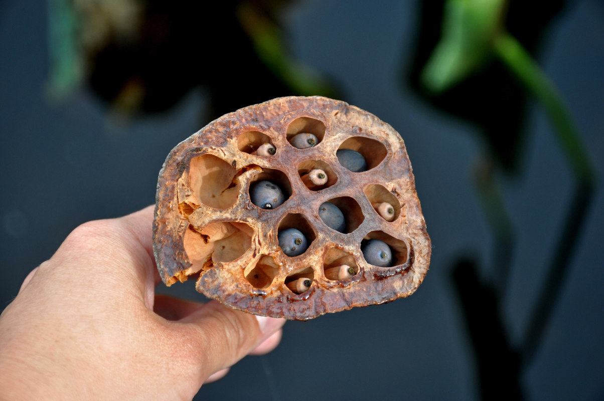 Image of Nelumbo caspica specimen.