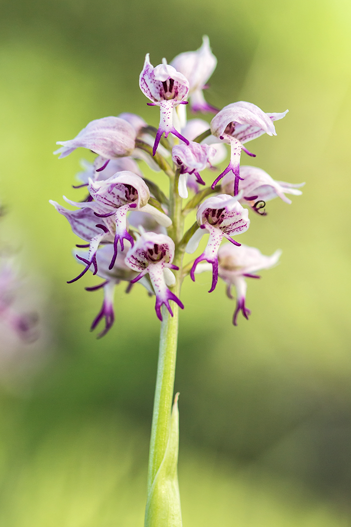 Изображение особи Orchis simia.